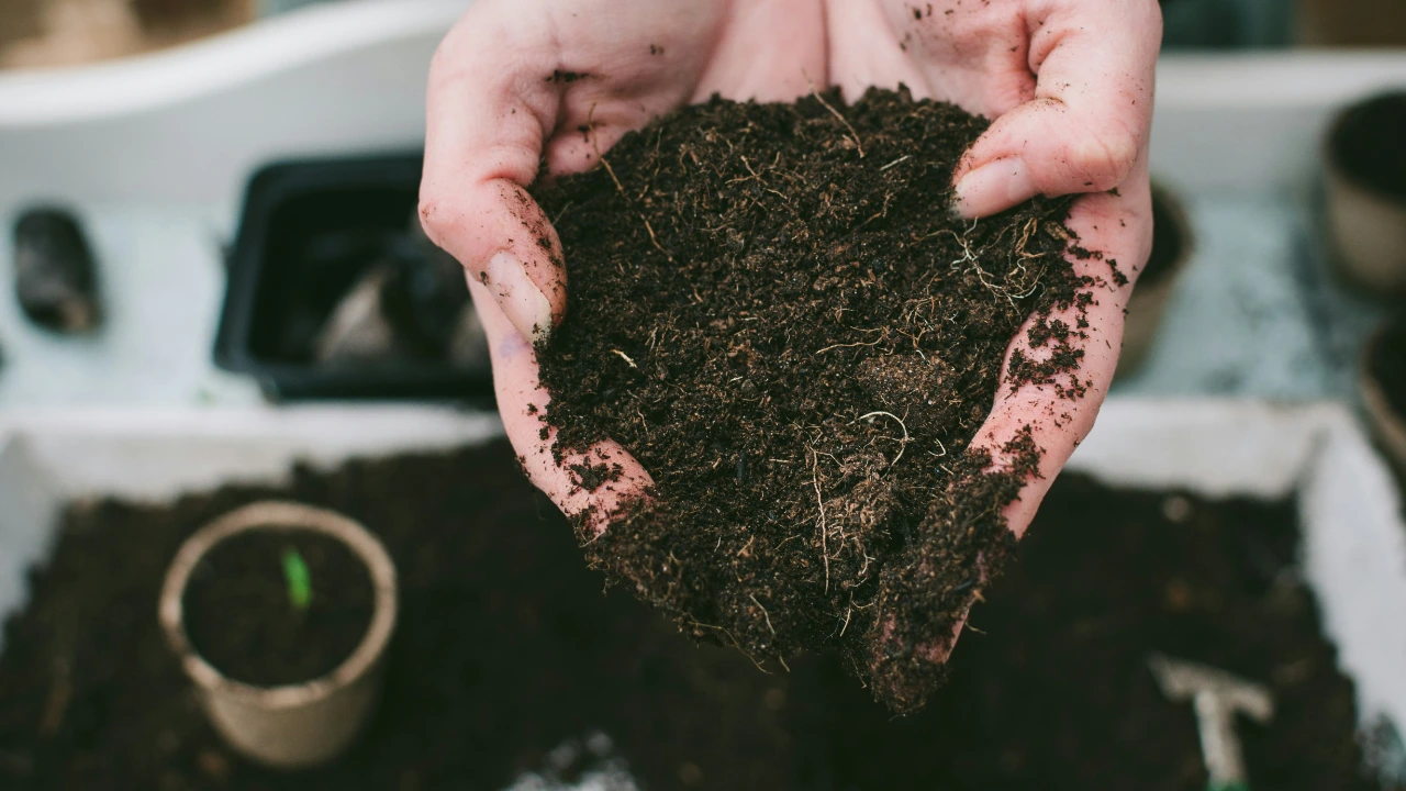 Gardener hands, holding soil above potting table