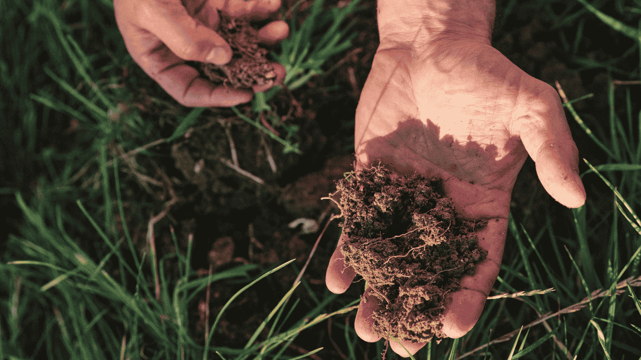 A clump of dirt is being being held in an open palm above grass