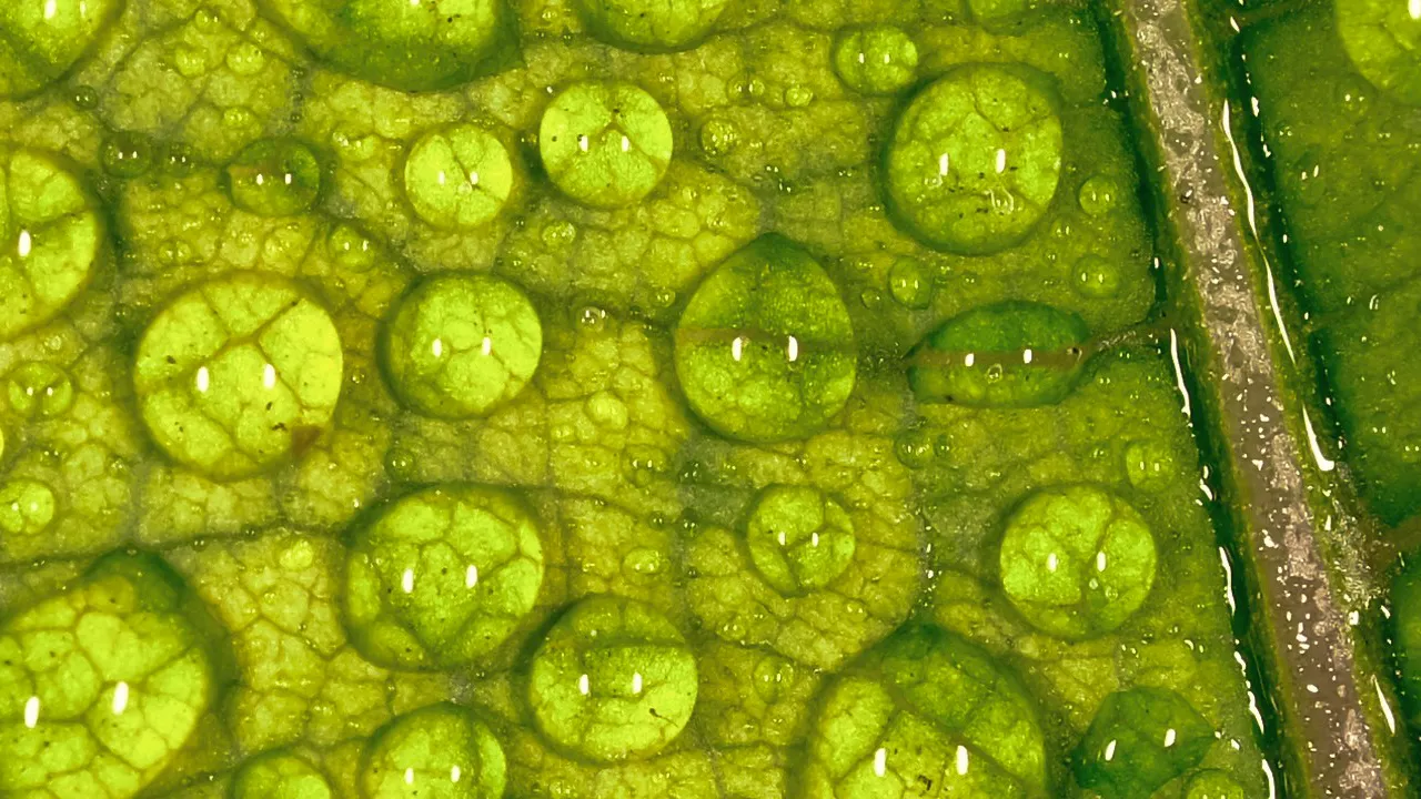 extreme magnification of leaf cellular structure with water droplets on surface