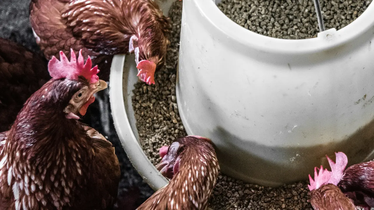 Chicken hens feeding
