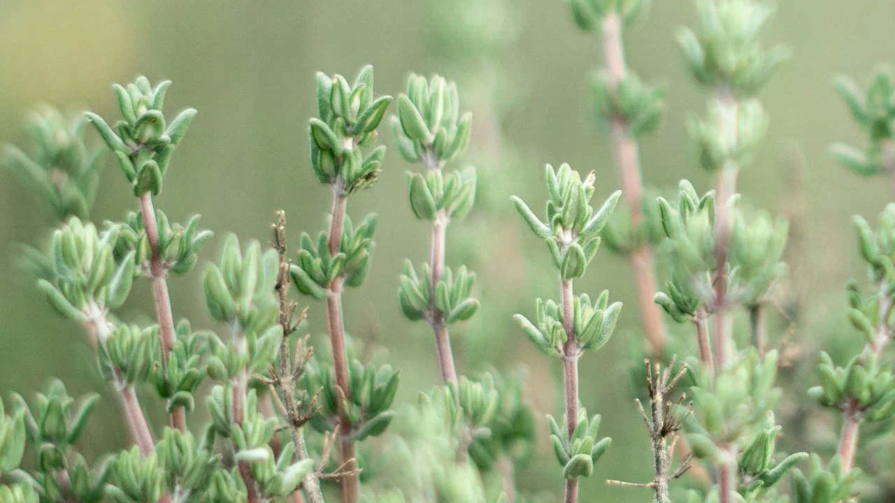 Growing Thyme