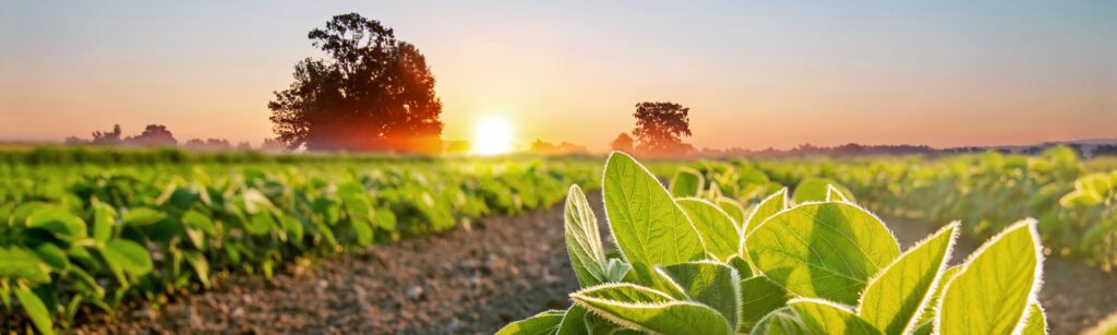 Thermogravimetric Determination of Moisture and Ash in Soils and Plant Tissue Materials