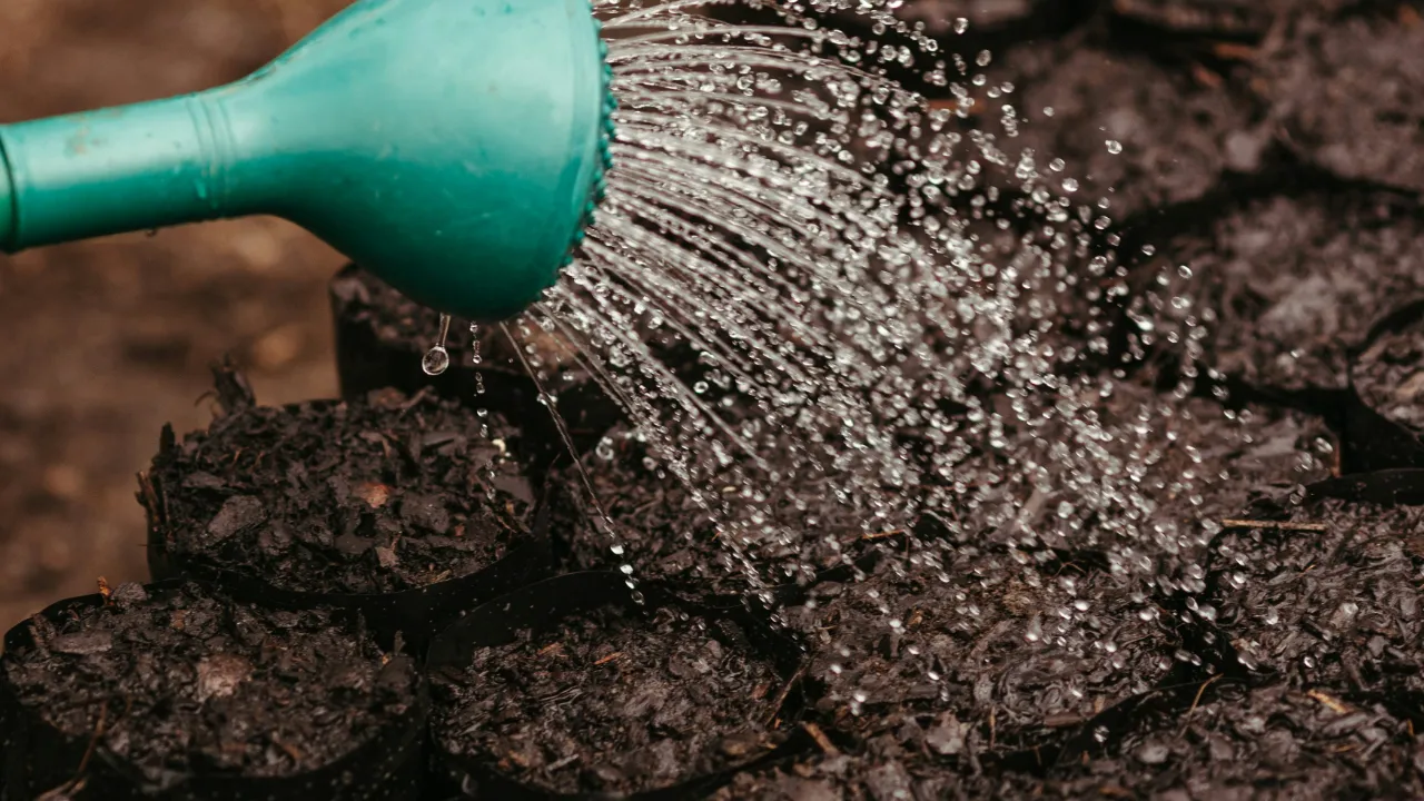 watering seedling starting plugs; preventing hydrophobic soil