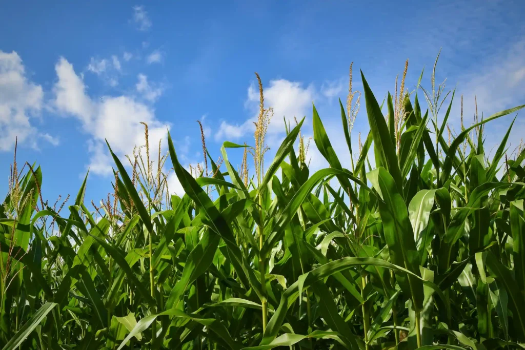 Cornstalks in field