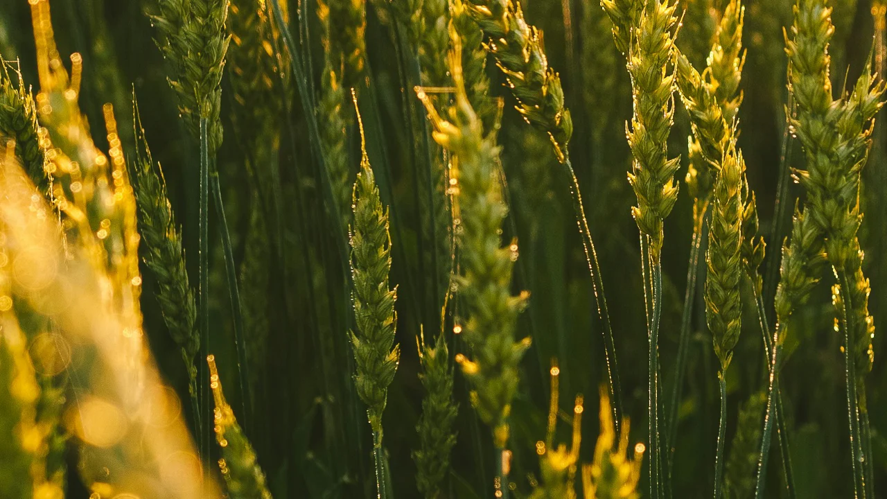 Wheat growing in a field