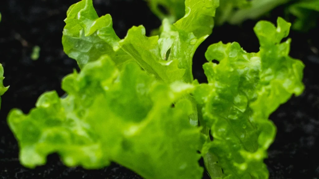 lettuce in soil