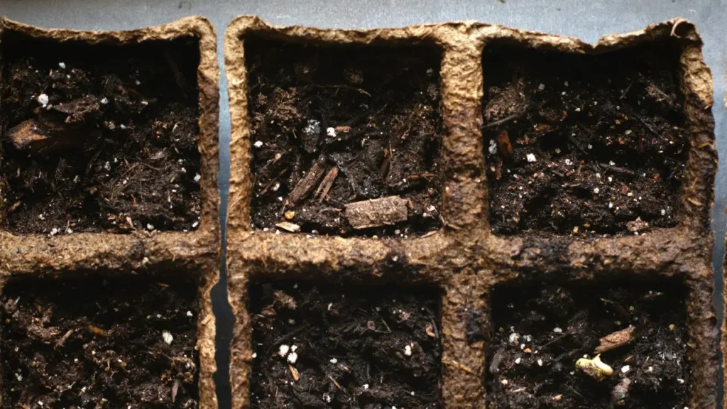 seed germination pots with soil